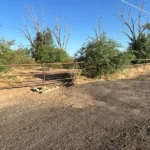 cut-along-cactusimg-4173.webp