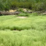 img-9805-sueann